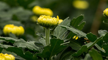 Fertilizantes Micronutrientes