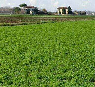 Polysulphate Alfalfa Trial in Italy