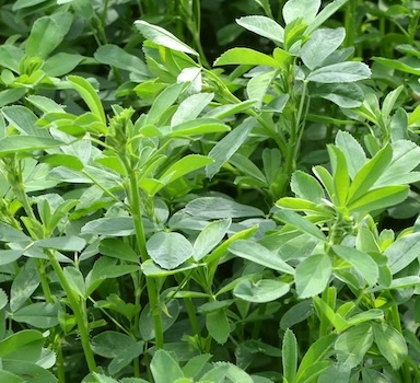Polysulphate<sup>®</sup> Alfalfa Trial in Italy