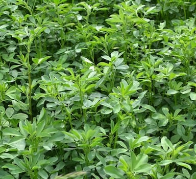 Polysulphate<sup>®</sup> Alfalfa Trial in France