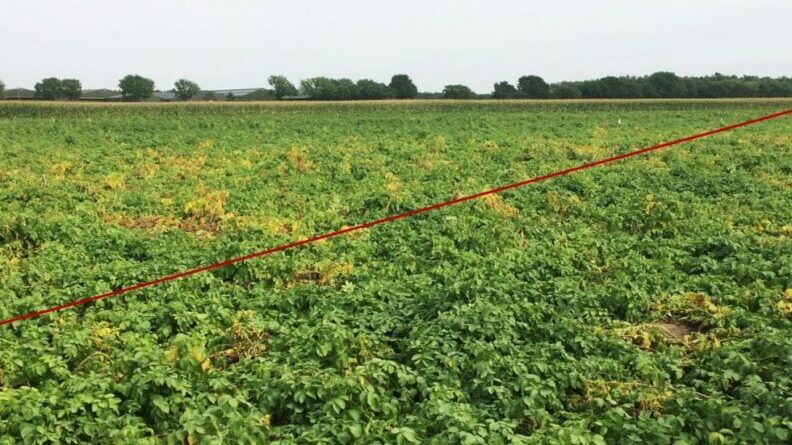 Trial in potatoes, the Netherlands. One application of fully coated ICL CRF (Agrocote® Max, below red line) instead of three applications with conventional nitrogen-based fertilizers (grower practice—above red line) increased total yield by 9% and generated €450/ha extra income.