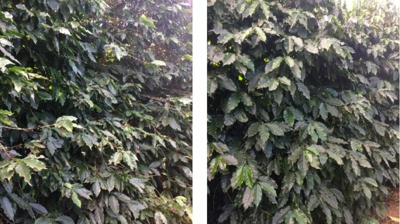 A coffee trial in the state of Minas Gerais, Brazil, where conventional fertilizer is applied three times a year via top-dressing (left), versus an ICL CRF formulation of 4–5M in one application only (right)