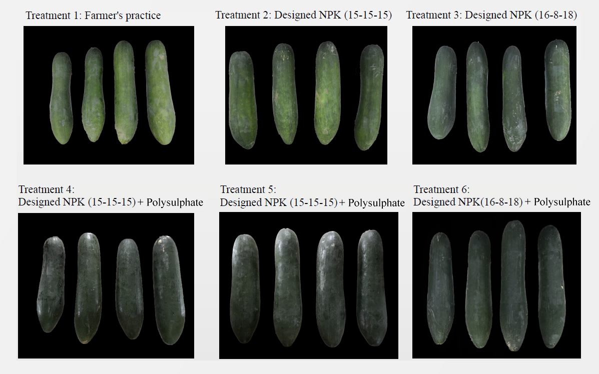 Six groups of wax gourds grown under different fertilizer treatments, showing visible differences in size and color. The groups treated with Polysulphate in combination with NPK display larger, healthier gourds, demonstrating up to a 36% yield increase compared to those grown with NPK alone.