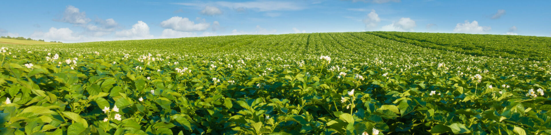 Polysulphate: Perfect for NPK Production
