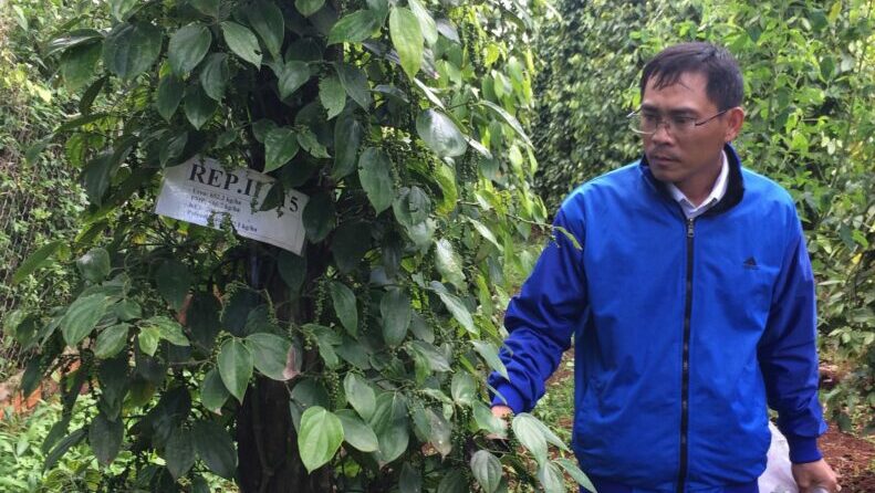 A man inspects healthy black pepper vines in a Vietnamese plantation. The vines appear vigorous and green, illustrating how Polysulphate fertilizer strengthens pepper plants and supports robust growth.