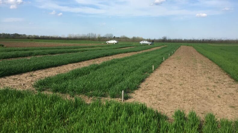 Assessing the impact on Nitrogen Use Efficiency of balanced crop nutrition with Polysulphate in Romania.