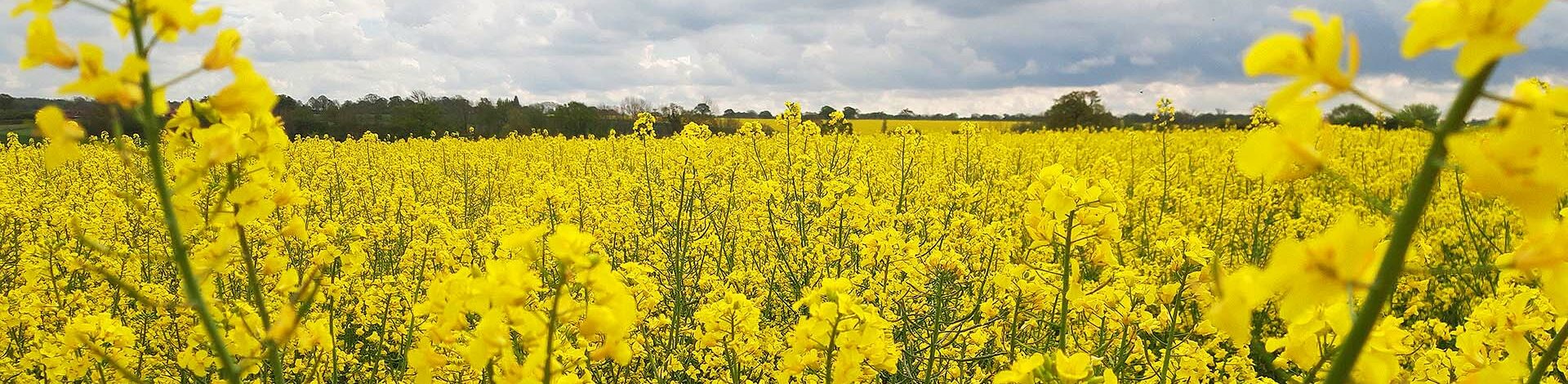 Polysulphate: fonte di zolfo sicura per le piante proteolaginose