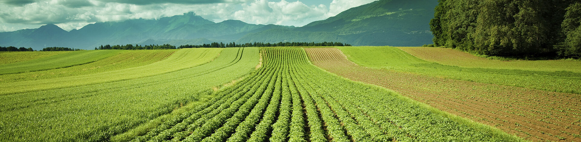 Polysulphate riduce l’impronta di carbonio della tua azienda
