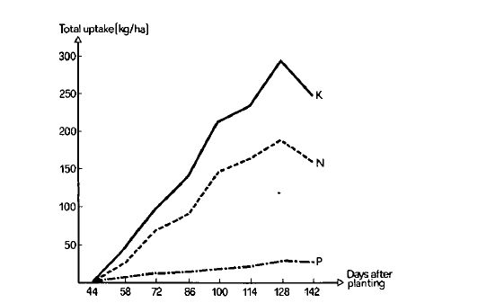 A line graph depicting the total uptake of Potassium (K), Nitrogen (N), and Phosphorus (P) in kilograms per hectare (kg/ha) over a period of 44 to 142 days after planting. The Potassium line shows the highest uptake, peaking at around 290 kg/ha at 128 days. The Nitrogen line is next, peaking at approximately 190 kg/ha at 128 days. The Phosphorus line shows the lowest uptake, reaching about 30 kg/ha at 128 days. All nutrient uptakes show a decline after 128 days.