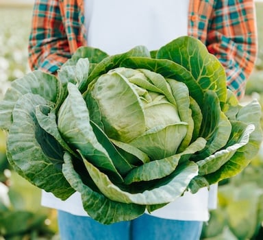 Polysulphate<sup>®</sup> Winter Cabbage Trial in the UK