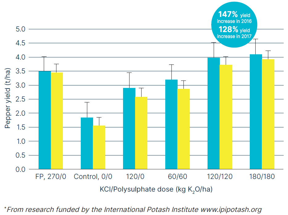 Bar chart showing pepper yield (t/ha) under different KCl/Polysulphate fertilizer doses. Yields increase with higher doses, peaking at 120/120 kg K₂O/ha with up to 147% yield increase in 2016 and 128% in 2017, based on International Potash Institute research.