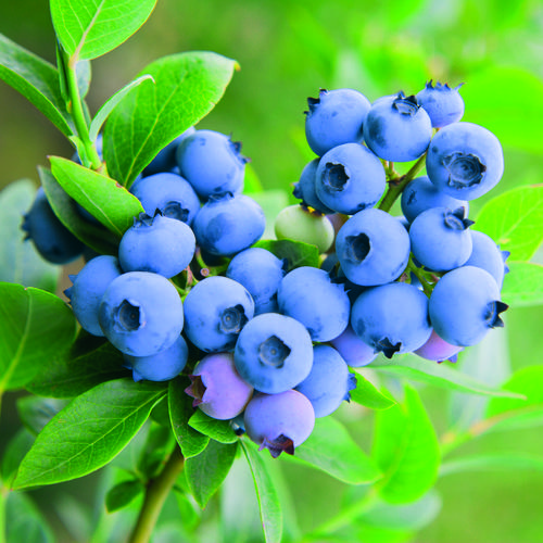Blauwe bessen