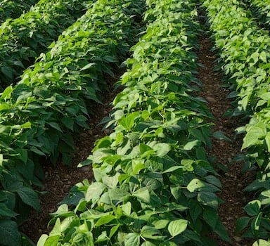 Polysulphate<sup>®</sup> Bean Trial in Mexico