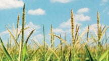 Las ventajas de Polysulphate® saltan a la vista