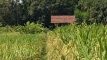 Polysulphate® ayuda a alcanzar el máximo potencial de producción de arroz