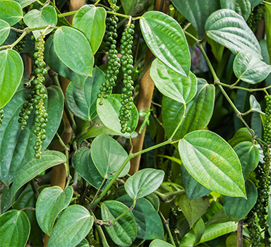 Polysulphate<sup>®</sup> Black Pepper Trial in Vietnam