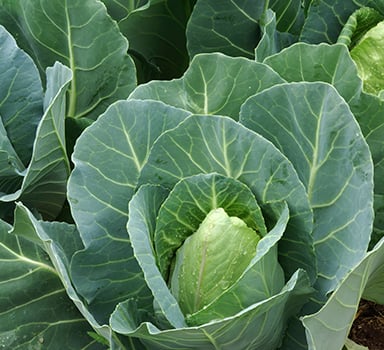 Polysulphate<sup>®</sup> Cabbage Trial in Turkey