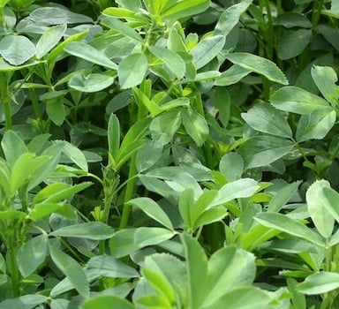 Polysulphate<sup>®</sup> Alfalfa Trial in UK