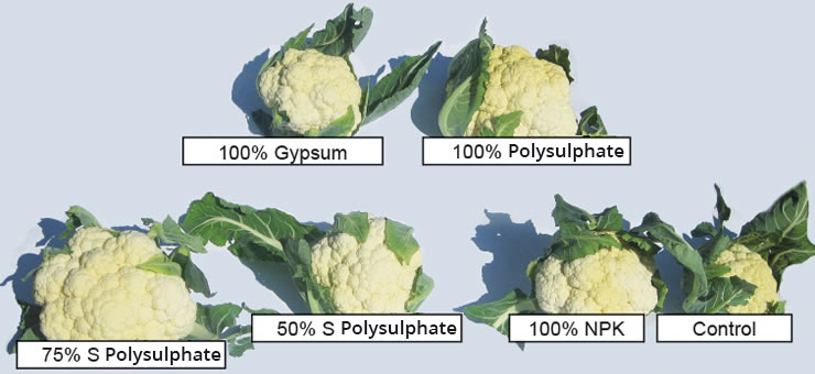 The difference Polysulphate fertilizer makes to cabbage yield is clear to see.