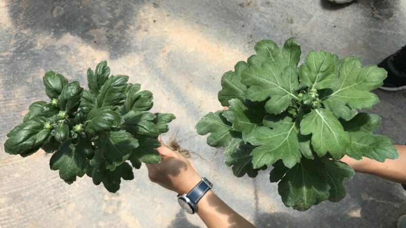 Chryzantémy pěstované s hnojivem Polysulphate (vpravo) jsou větší, zelenější a odolnější vůči chorobám.