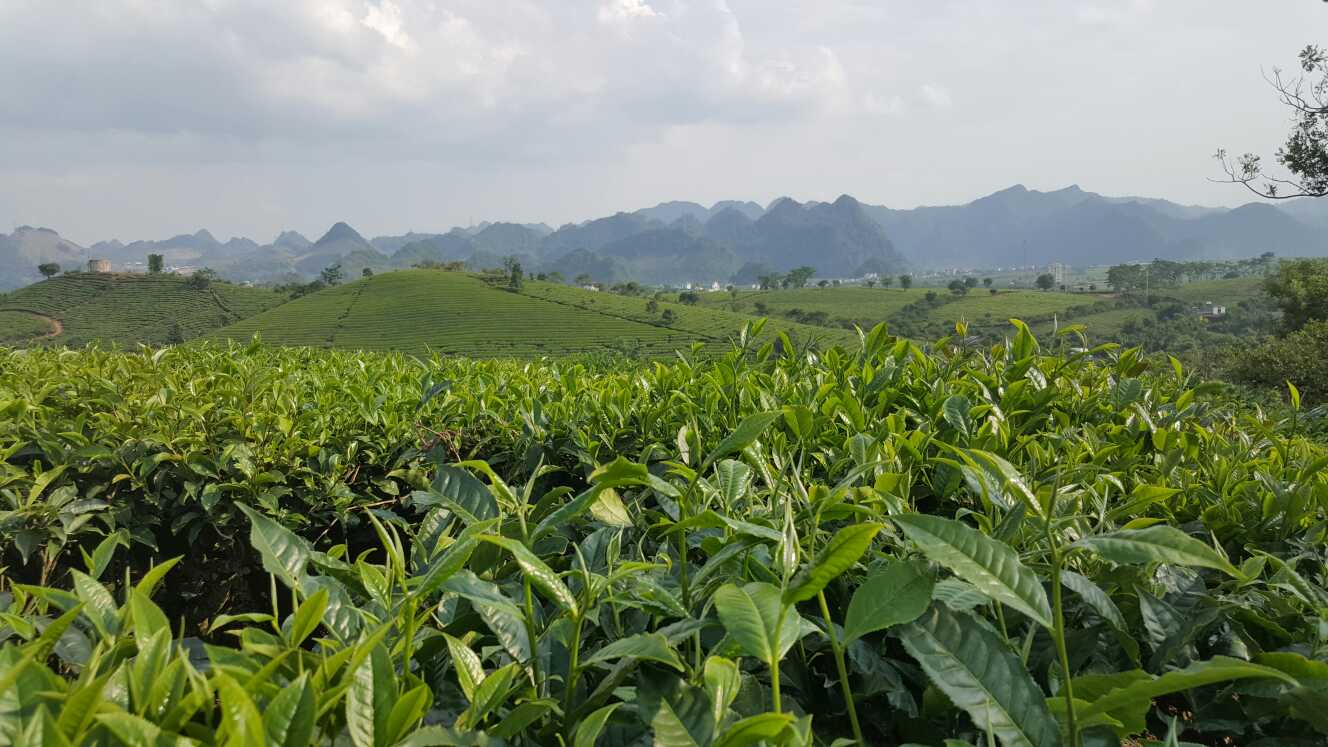 Tea Plantation in Vietnam. Photo: G Kalyan.