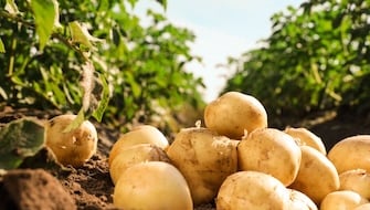 Potato