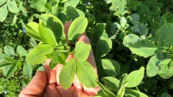 Alfafa deficiency of potassium, sulphur and magnesium