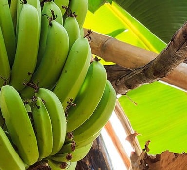 Banana Trial with Polysulphate<sup>®</sup> in Brazil