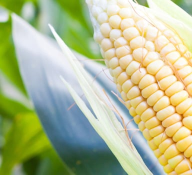 Polysulphate<sup>®</sup> Maize Trial in Vietnam