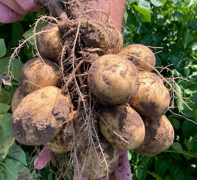 Polysulphate<sup>®</sup> Potato Trial in The Netherlands