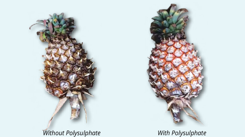 Polysulphate reduces K-deficiency symptoms and increases pineapple fruit size.