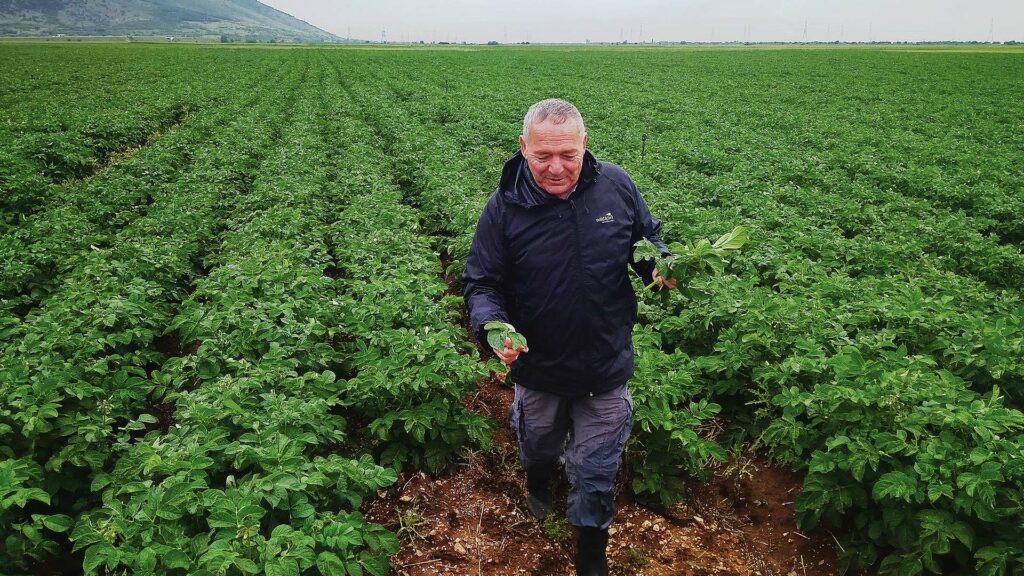 Man standing in a lush green potato field, holding potato plants in both hands. He is wearing a dark rain jacket and pants, walking between rows of crops under an overcast sky with mountains visible in the background.