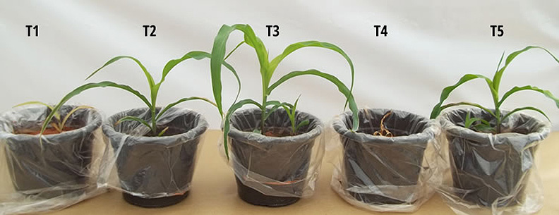 15-day-old corn plants showing the effect of different fertilizer treatments.