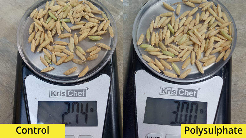 Comparison of rice grain weights between control and Polysulphate treatments. On the left, control grains weigh 2.74 grams, while on the right, Polysulphate-treated grains weigh 3.00 grams. The Polysulphate sample shows fuller and heavier grains, indicating improved grain filling and nutrient uptake compared to the control.