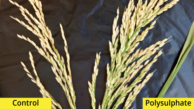 Comparison of rice panicles from control and Polysulphate fertilizer treatments. The control panicle on the left shows fewer and partially filled grains, while the Polysulphate-treated panicle on the right has more fully developed, plumper grains. The image highlights Polysulphate’s positive effect on grain filling, panicle size, and overall rice productivity.