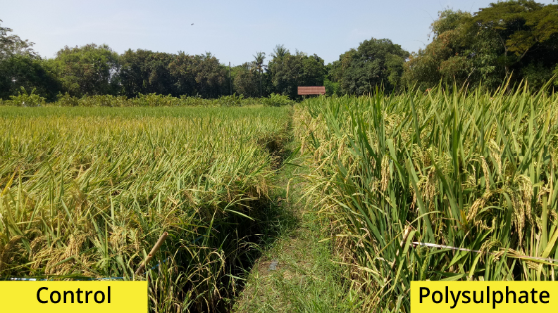Side-by-side comparison of rice fields showing control and Polysulphate fertilizer treatments. The Polysulphate-treated field on the right has taller, greener, and healthier rice plants with fuller grain heads, while the control plot on the left appears paler and less vigorous. The image demonstrates the visible yield and quality improvement achieved with Polysulphate fertilizer.