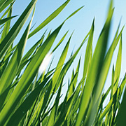 Grass