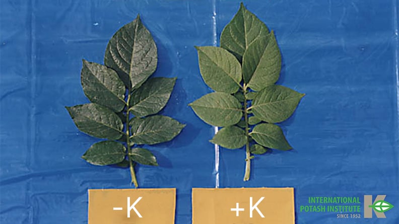 A side-by-side comparison of two potato plant leaves against a blue background, illustrating the effect of potassium (K) deficiency. The leaf on the left, labeled "-K" (without potassium), appears slightly smaller and a darker, duller green. The leaf on the right, labeled "+K" (with potassium), is larger, a vibrant, healthier green, and appears more robust. The bottom right corner features the "International Potash Institute since 1952" logo.