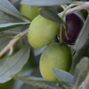 Crop image