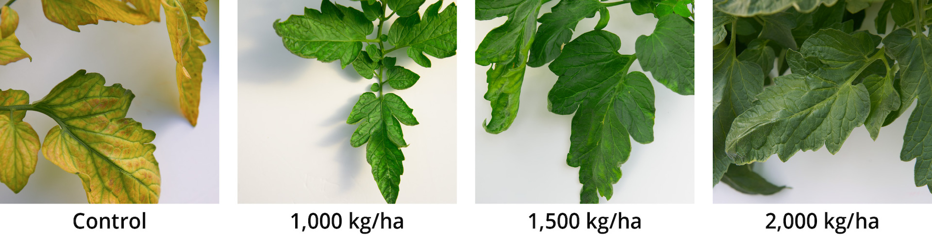 Magnesium deficiency symptoms in tomato leaves, as observed on 11 Jan 2017.
