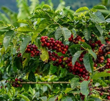 Polysulphate<sup>®</sup> Coffee Trial in Vietnam