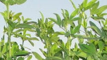 Mejor producción de alfalfa con Polysulphate