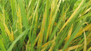 Puccinia, malattia del prato detta anche Ruggine (Rust)