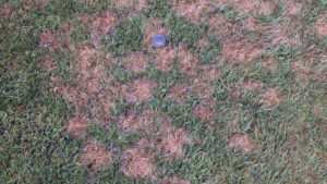 pythium malattia del prato e del tappeto erboso