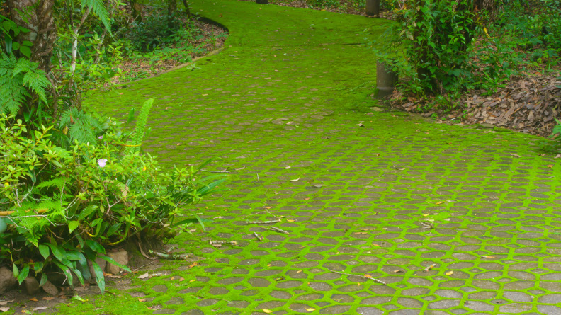 Moss in a garden
