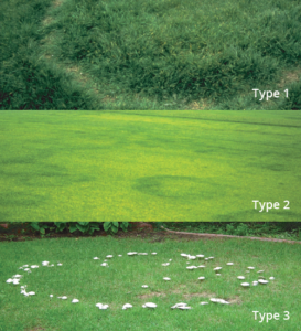 Cerchi delle Streghe (Fairy Rings) malattia fungina del prato