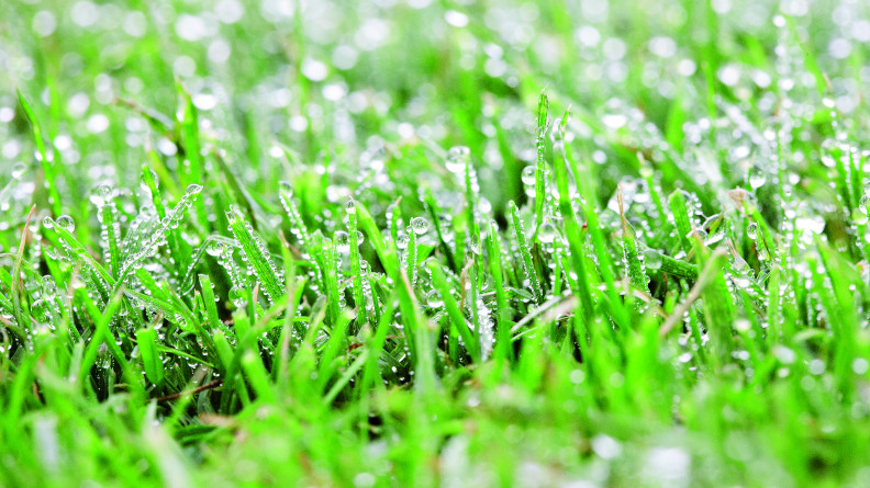 turf with dew