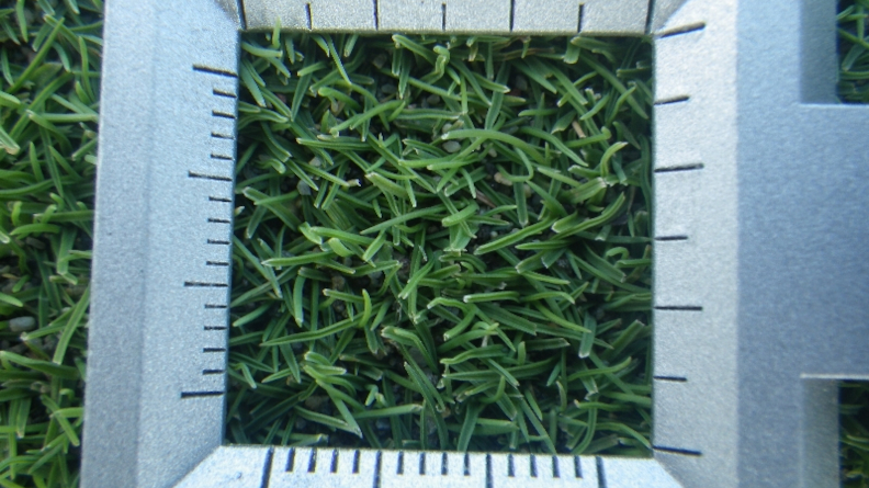 Creeping bentgrass putting green