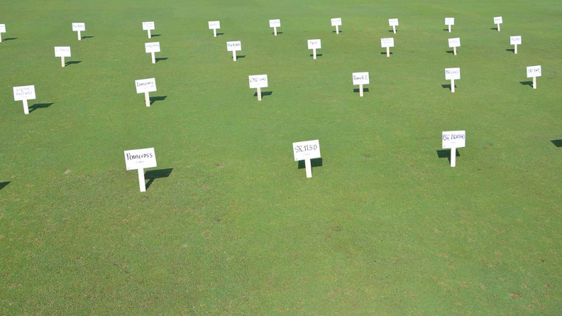Creeping bent grass trial
