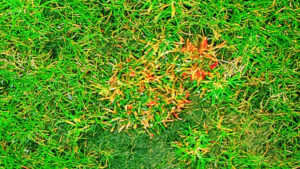 Antracnosi malattia fungina del prato, patogeno Colletotrichum graminicola)